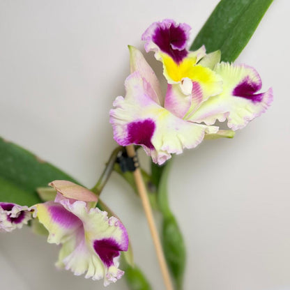 Buy Cattleya Bio Goldenzelle Egg Nong x Maris Song Mad Butterfly | Rare Orchid