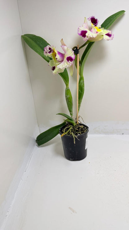 Buy Cattleya Bio Goldenzelle Egg Nong x Maris Song Mad Butterfly | Rare Orchid