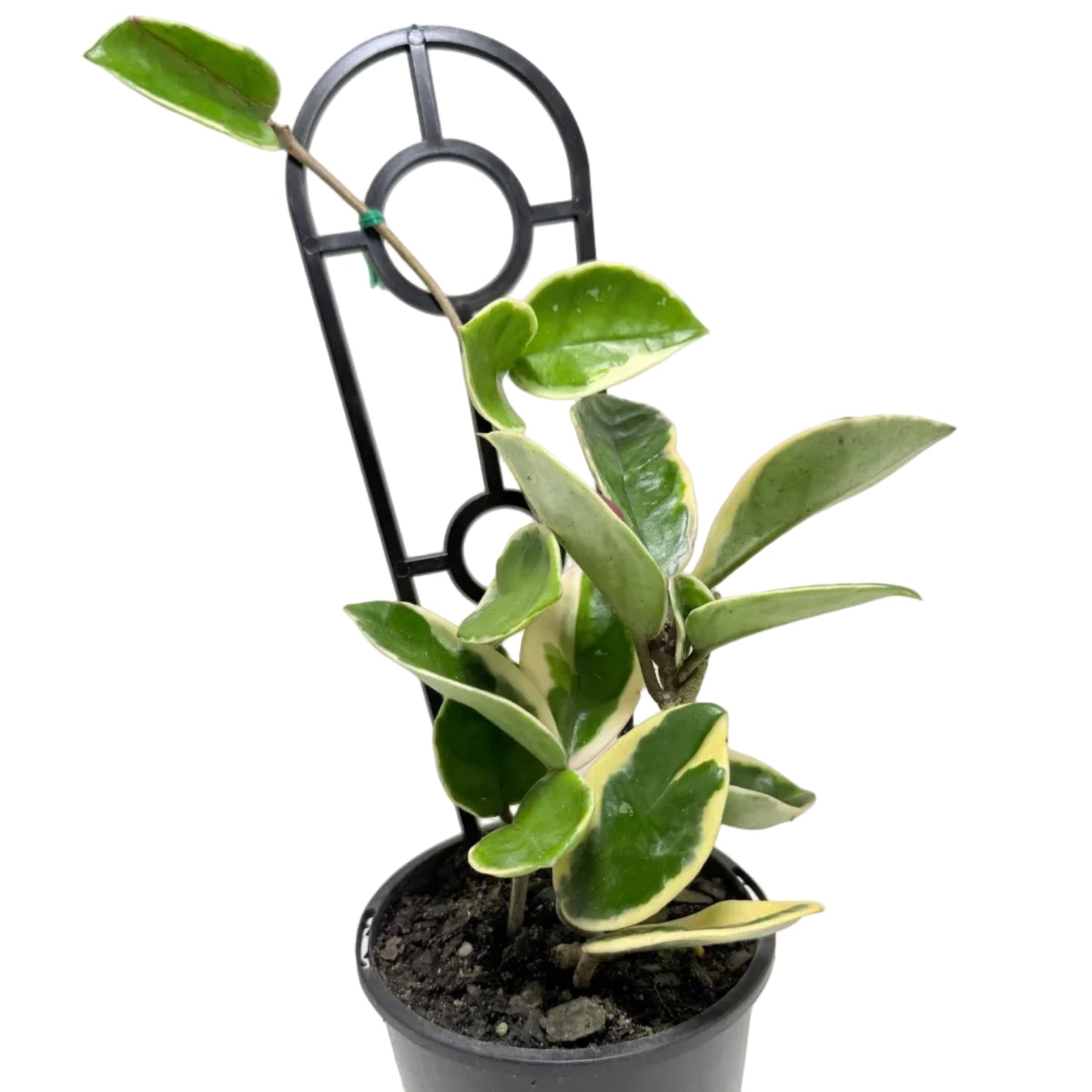 Hoya Purple Pride | Statement Indoor Plant