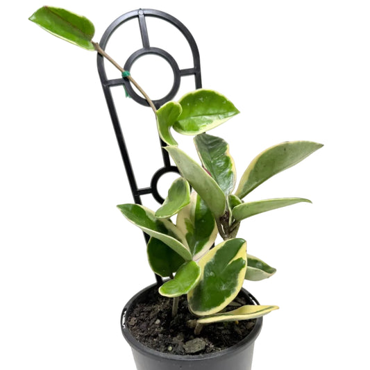 Hoya Purple Pride | Statement Indoor Plant Succulents World