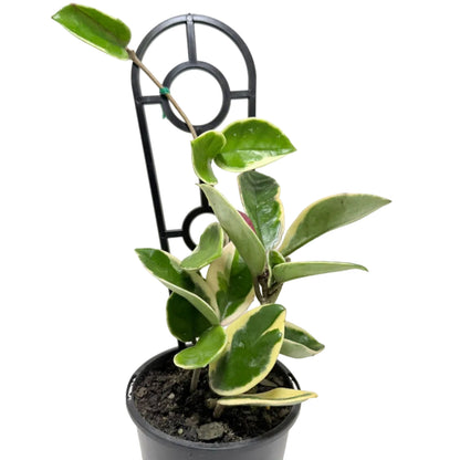 Hoya Purple Pride | Statement Indoor Plant