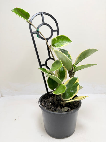 Hoya Purple Pride | Statement Indoor Plant