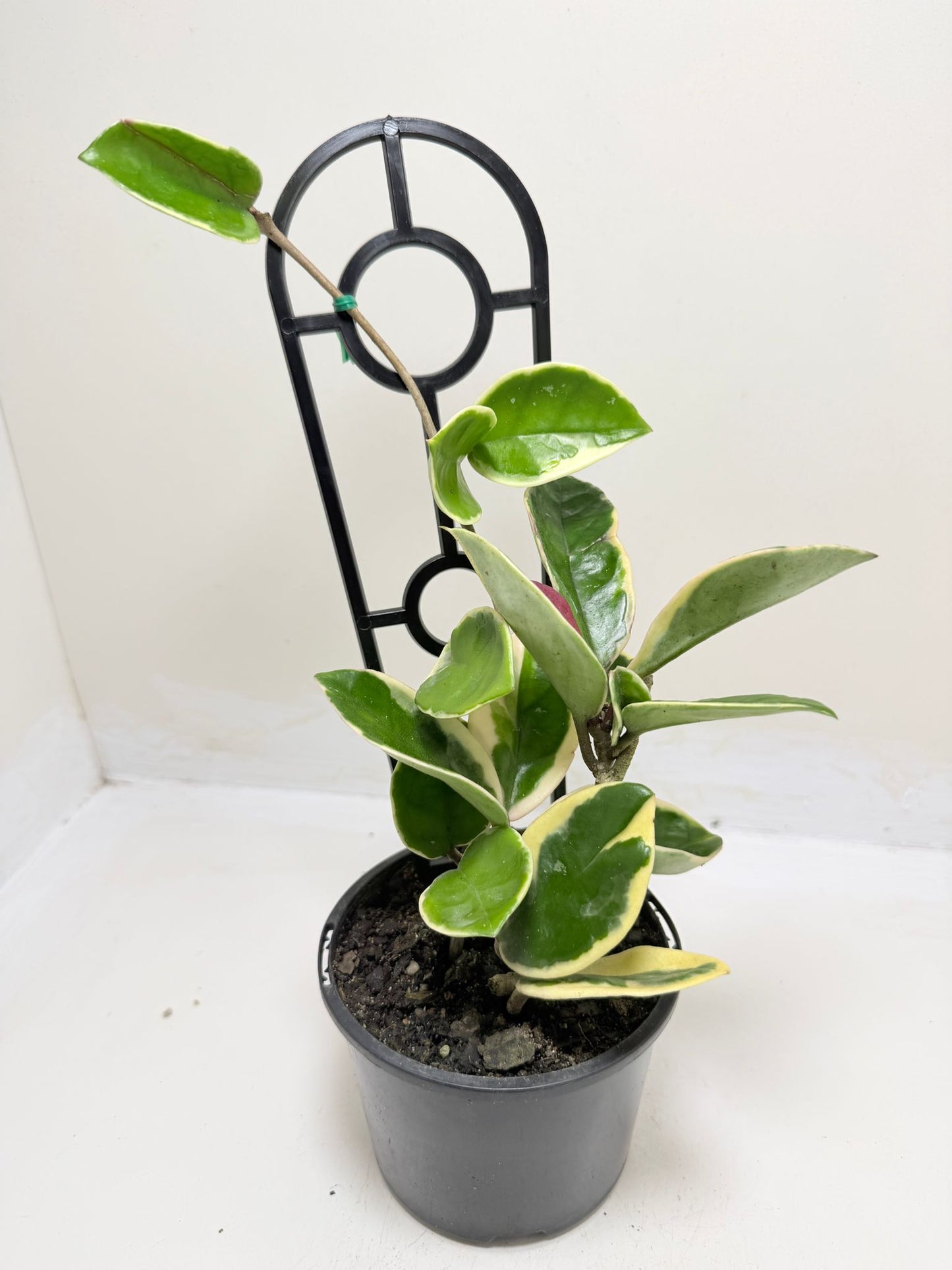 Hoya Purple Pride | Statement Indoor Plant