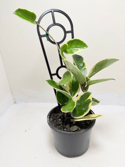 Hoya Purple Pride | Statement Indoor Plant