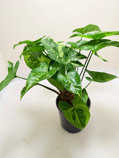 Synonym Panda | Rare & Exotic Plant
