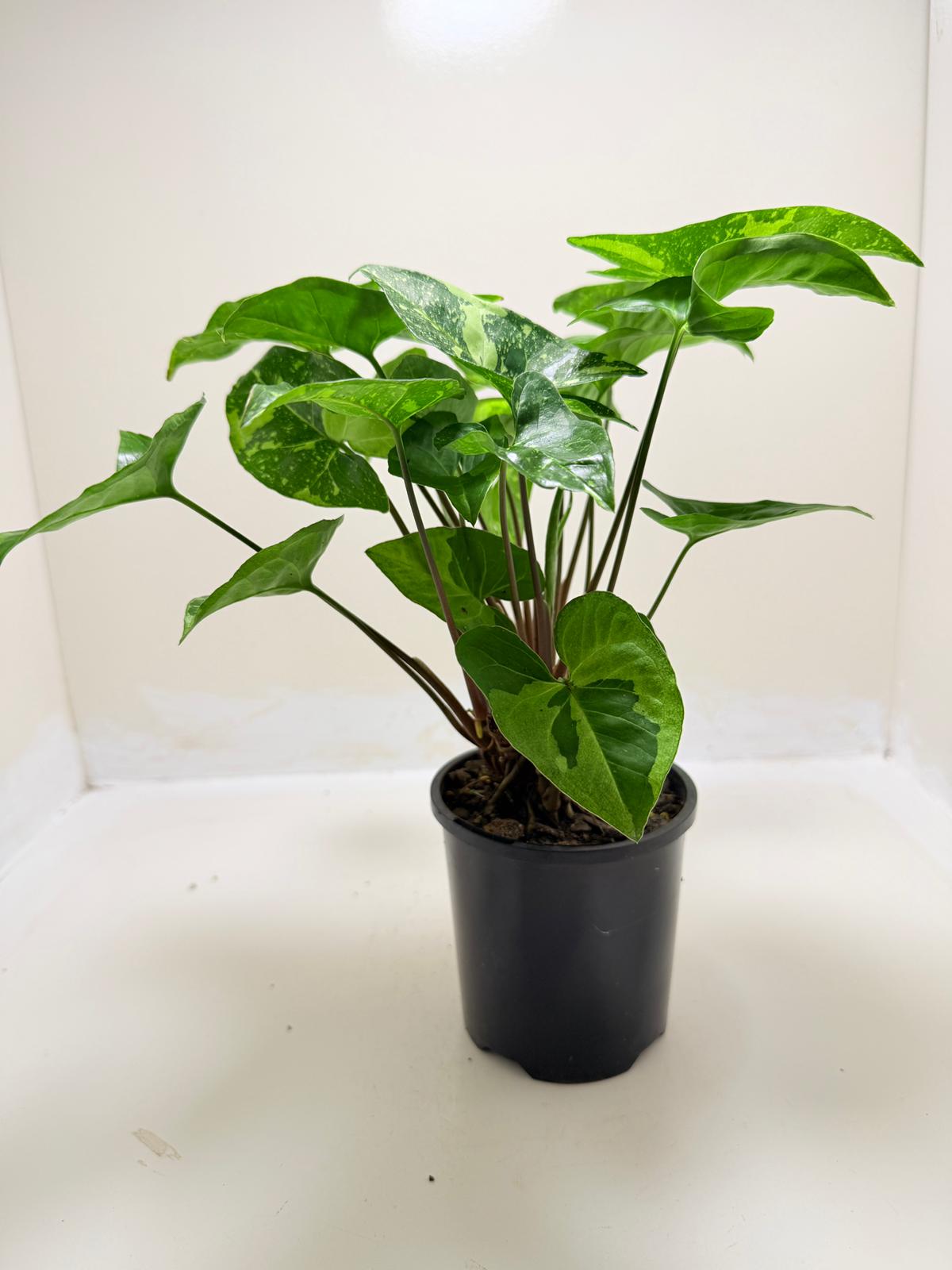 Synonym Panda | Rare & Exotic Plant