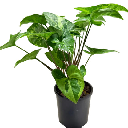 Synonym Panda | Rare & Exotic Plant