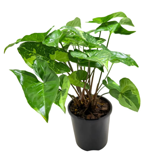 Synonym Panda | Rare & Exotic Plant Succulents World