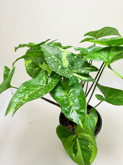 Synonym Panda | Rare & Exotic Plant