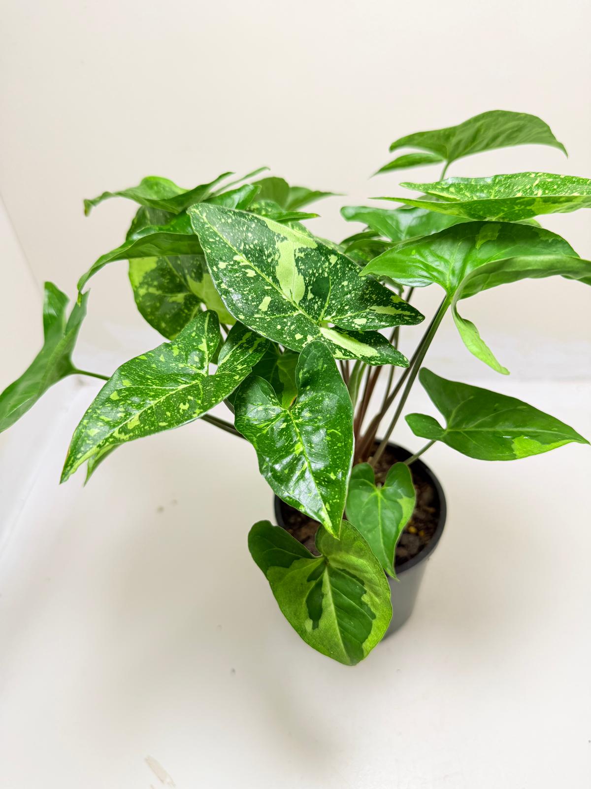 Synonym Panda | Rare & Exotic Plant