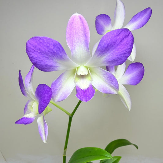 Buy Den.Aridang Light Blue | Rare & Exotic Plant