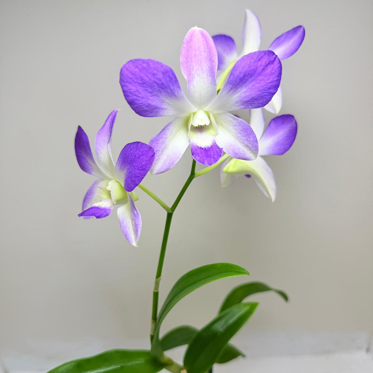 Buy Den.Aridang Light Blue | Rare & Exotic Plant