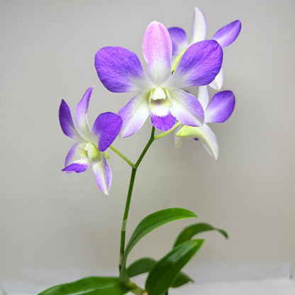 Buy Den.Aridang Light Blue | Rare & Exotic Plant