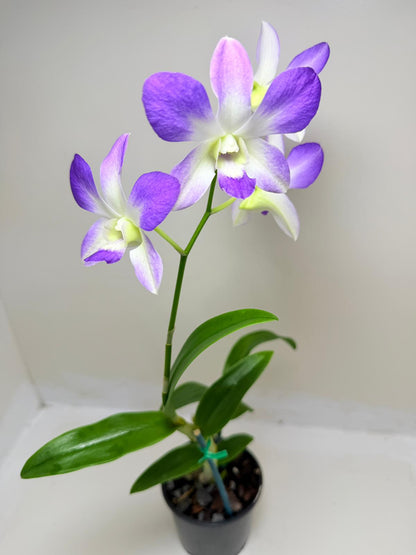 Buy Den.Aridang Light Blue | Rare & Exotic Plant