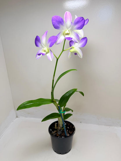 Buy Den.Aridang Light Blue | Rare & Exotic Plant