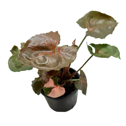 Synonym Strawberry Ice| Rare & Exotic Plant