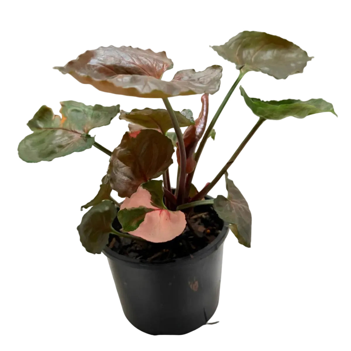 Synonym Strawberry Ice| Rare & Exotic Plant