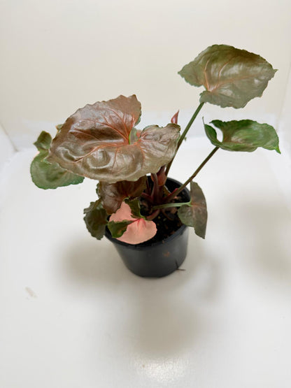 Synonym Strawberry Ice| Rare & Exotic Plant