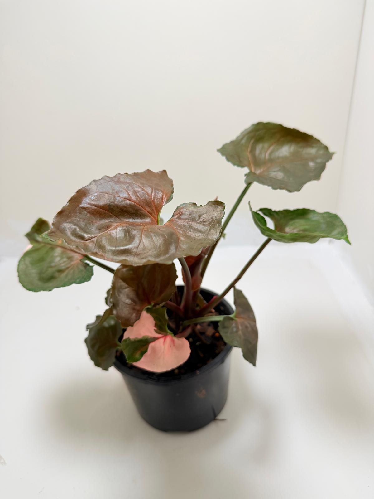 Synonym Strawberry Ice| Rare & Exotic Plant