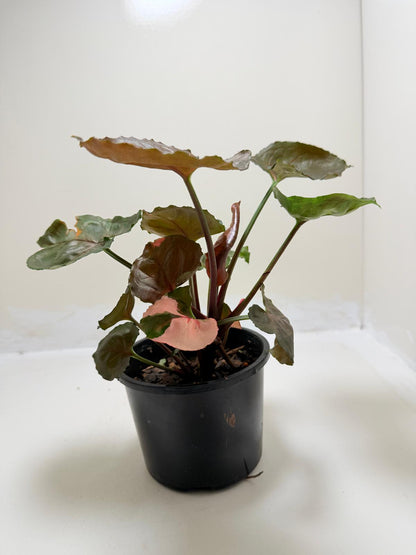 Synonym Strawberry Ice| Rare & Exotic Plant