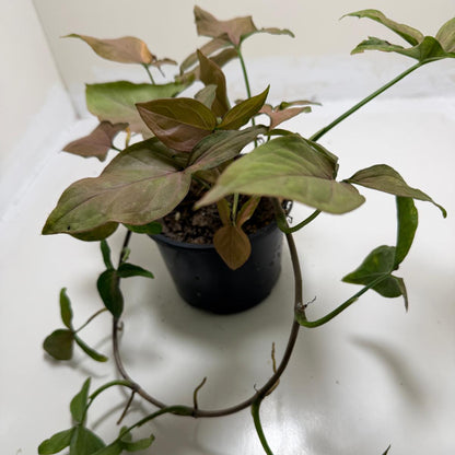 Syngonium Mayo Red | Statement Indoor Plant