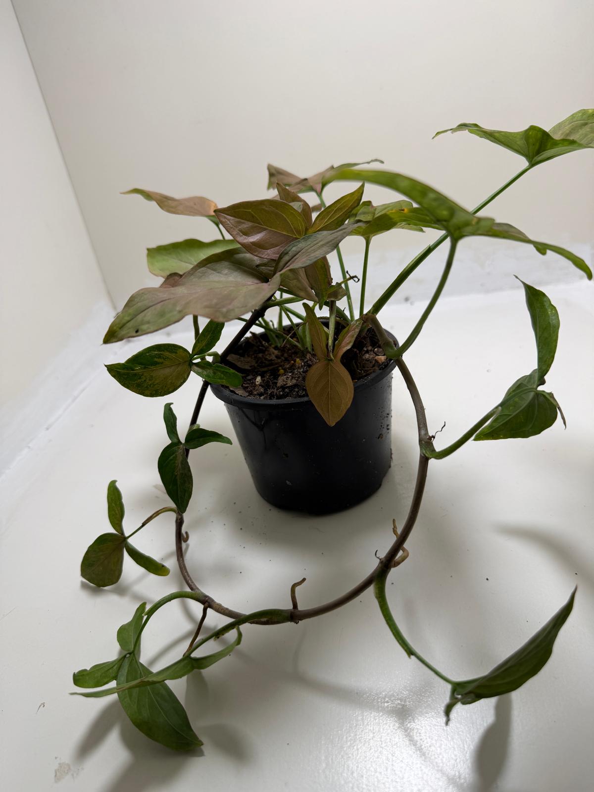 Syngonium Mayo Red | Statement Indoor Plant