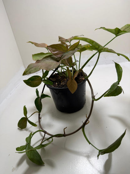 Syngonium Mayo Red | Statement Indoor Plant