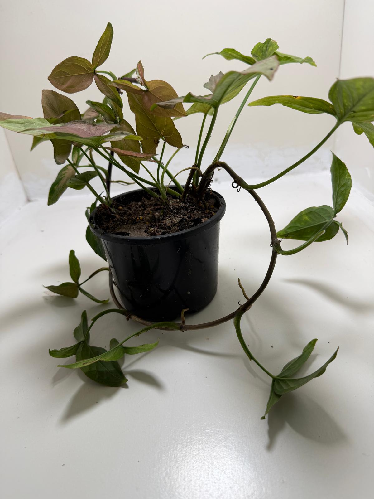 Syngonium Mayo Red | Statement Indoor Plant