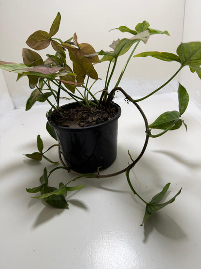Syngonium Mayo Red | Statement Indoor Plant