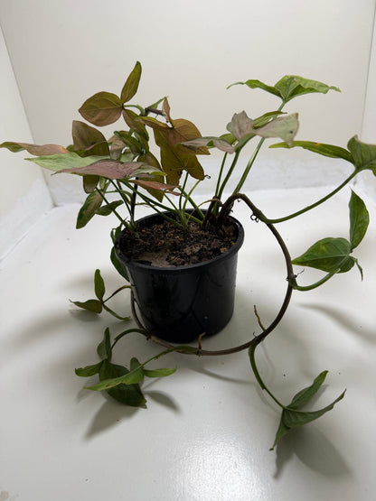 Syngonium Mayo Red | Statement Indoor Plant