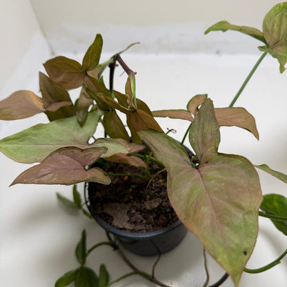 Syngonium Mayo Red | Statement Indoor Plant
