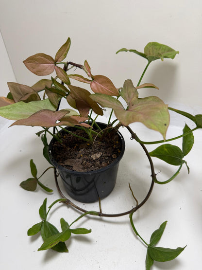 Syngonium Mayo Red | Statement Indoor Plant