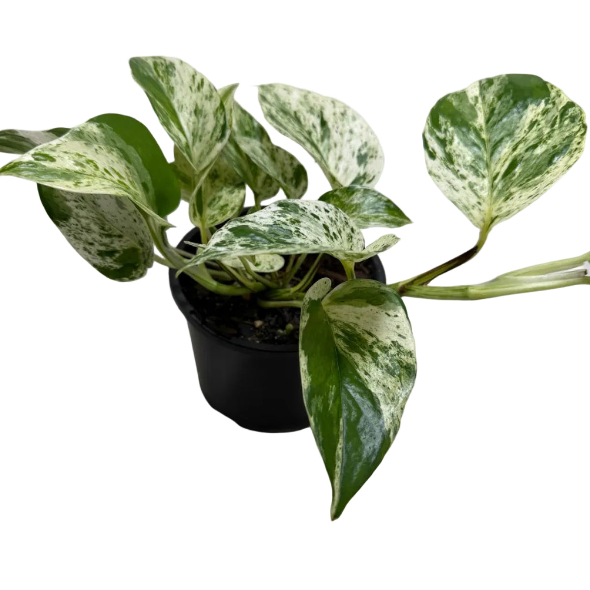 Pothos Marble Queen | Easy Care Houseplant