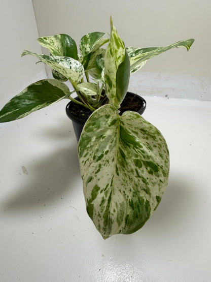 Pothos Marble Queen | Easy Care Houseplant