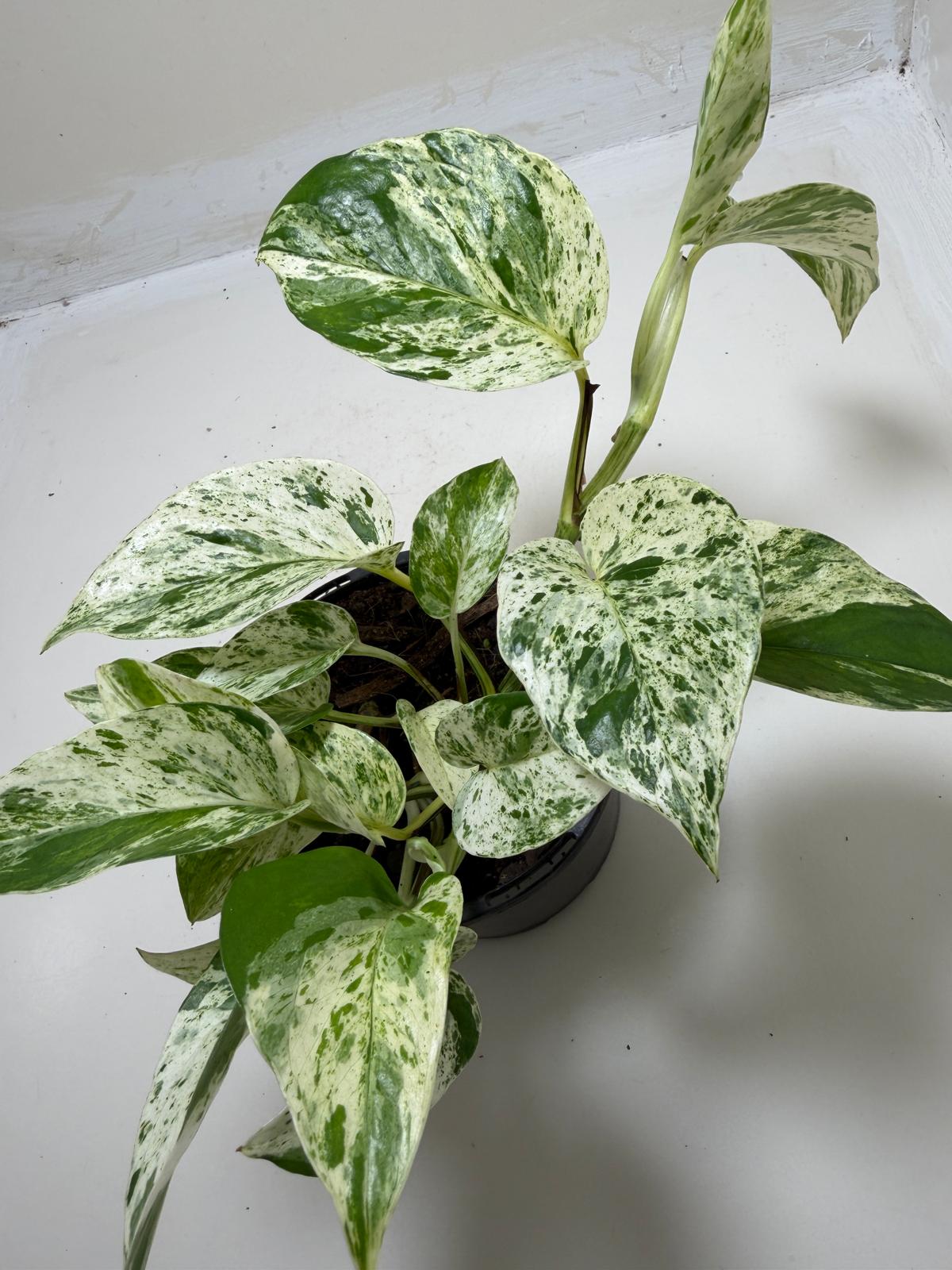 Pothos Marble Queen | Easy Care Houseplant