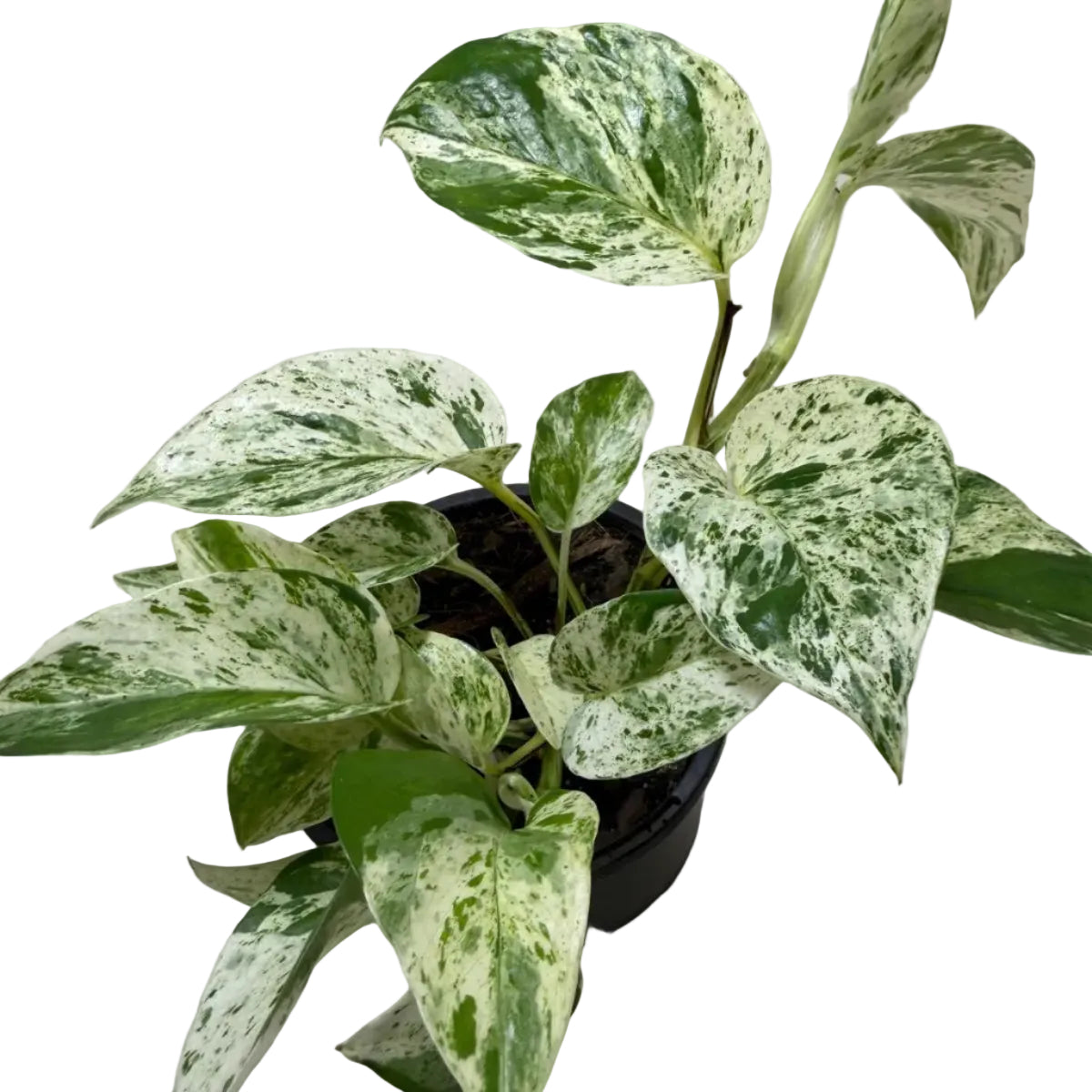 Pothos Marble Queen | Easy Care Houseplant