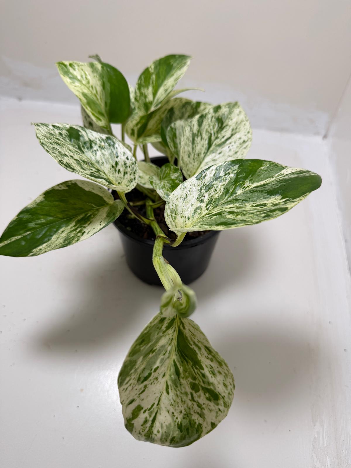 Pothos Marble Queen | Easy Care Houseplant