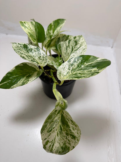 Pothos Marble Queen | Easy Care Houseplant