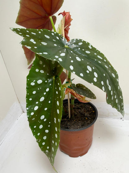 Begonia Maculata | Statement Indoor Plant
