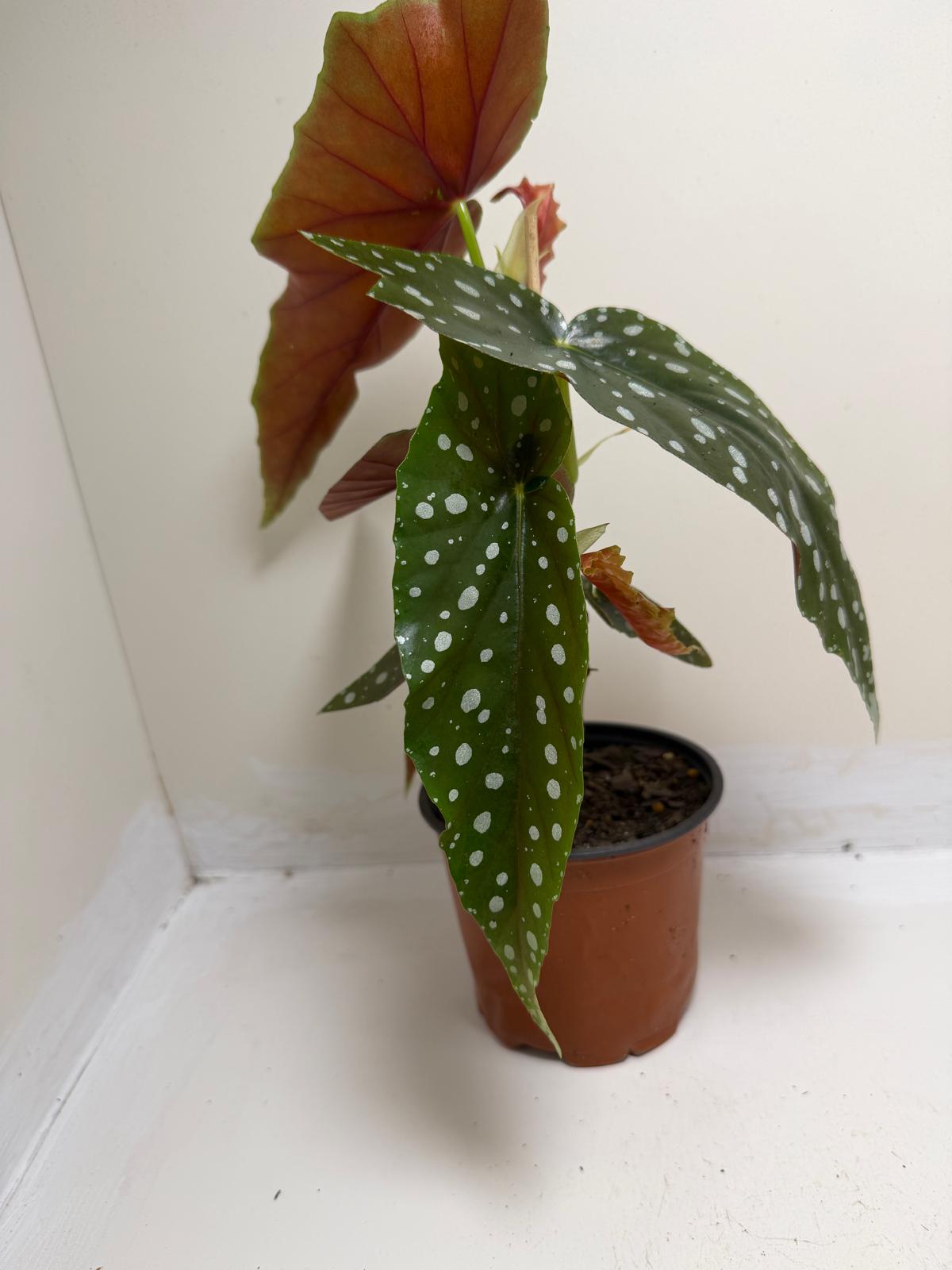 Begonia Maculata | Statement Indoor Plant