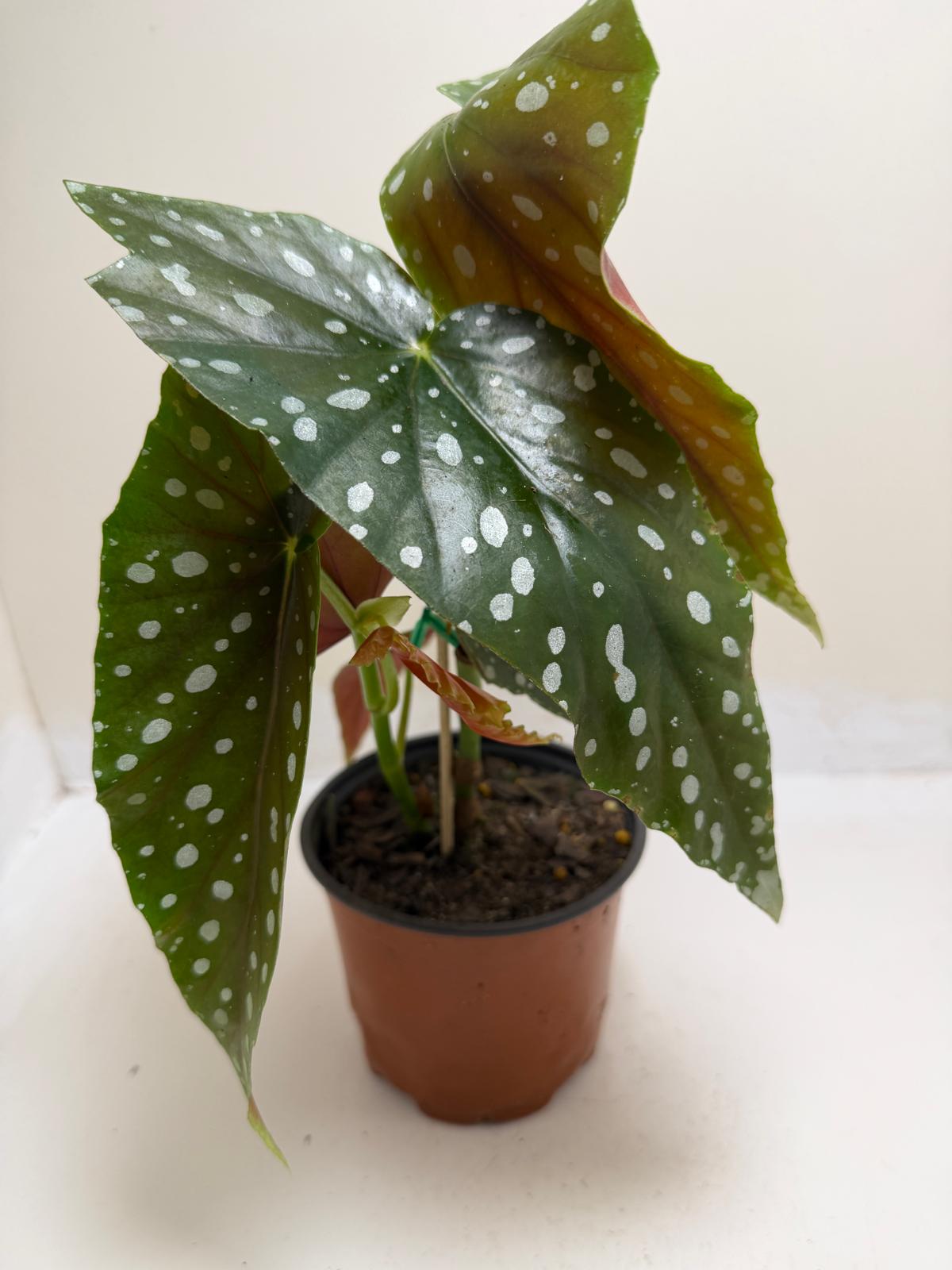 Begonia Maculata | Statement Indoor Plant