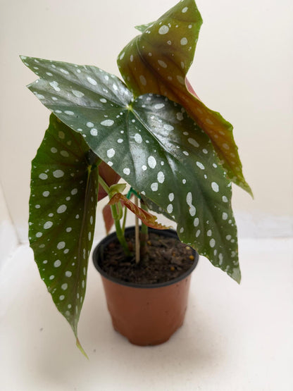 Begonia Maculata | Statement Indoor Plant