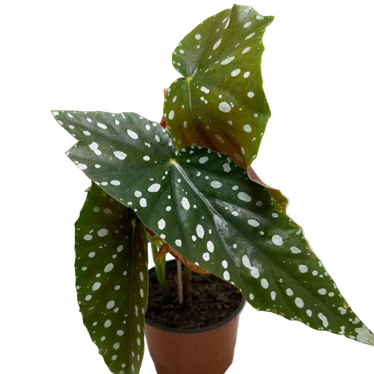 Begonia Maculata | Statement Indoor Plant
