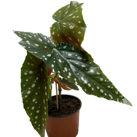 Begonia Maculata | Statement Indoor Plant