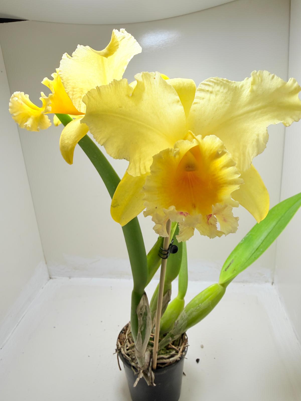 Ric. Topaz Georgie Girl 'Clear Yellow' | Rare Orchid