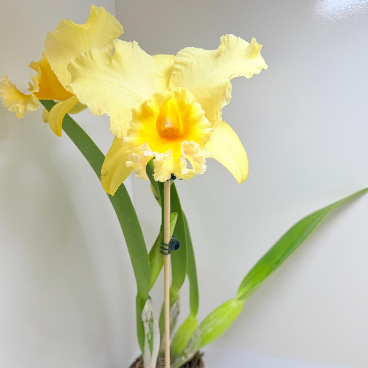 Ric. Topaz Georgie Girl 'Clear Yellow' | Rare Orchid