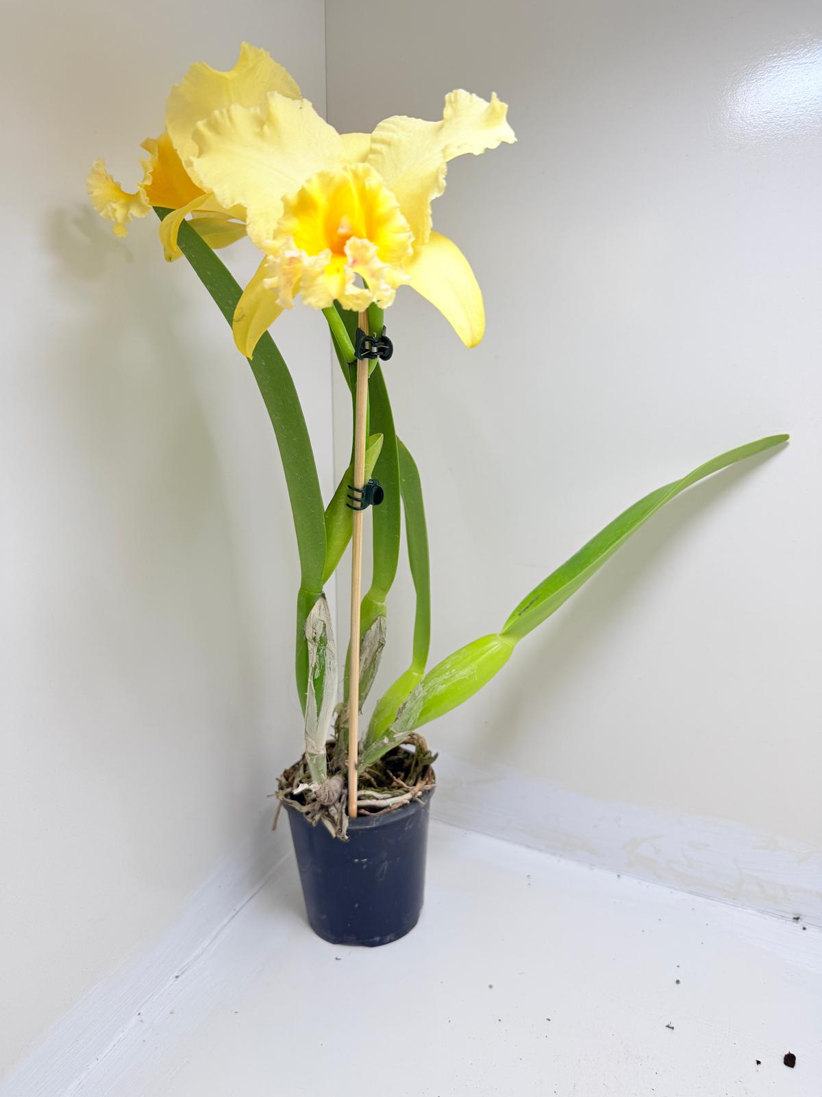 Ric. Topaz Georgie Girl 'Clear Yellow' | Rare Orchid