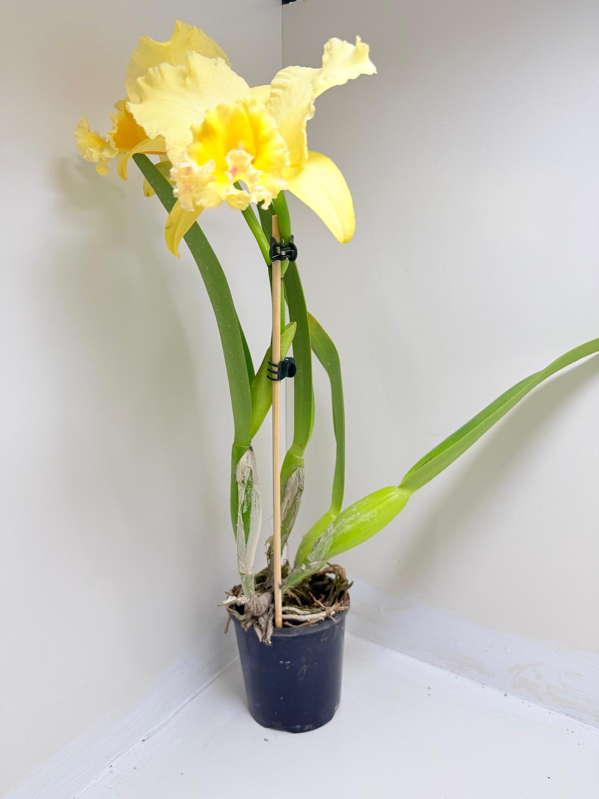 Ric. Topaz Georgie Girl 'Clear Yellow' | Rare Orchid