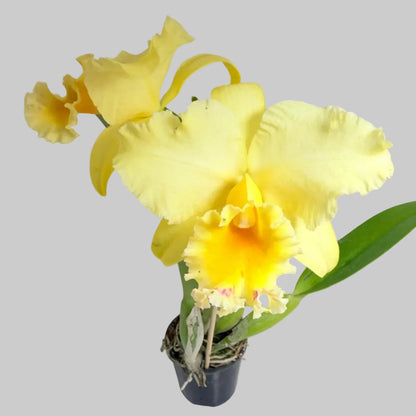 Ric. Topaz Georgie Girl 'Clear Yellow' | Rare Orchid