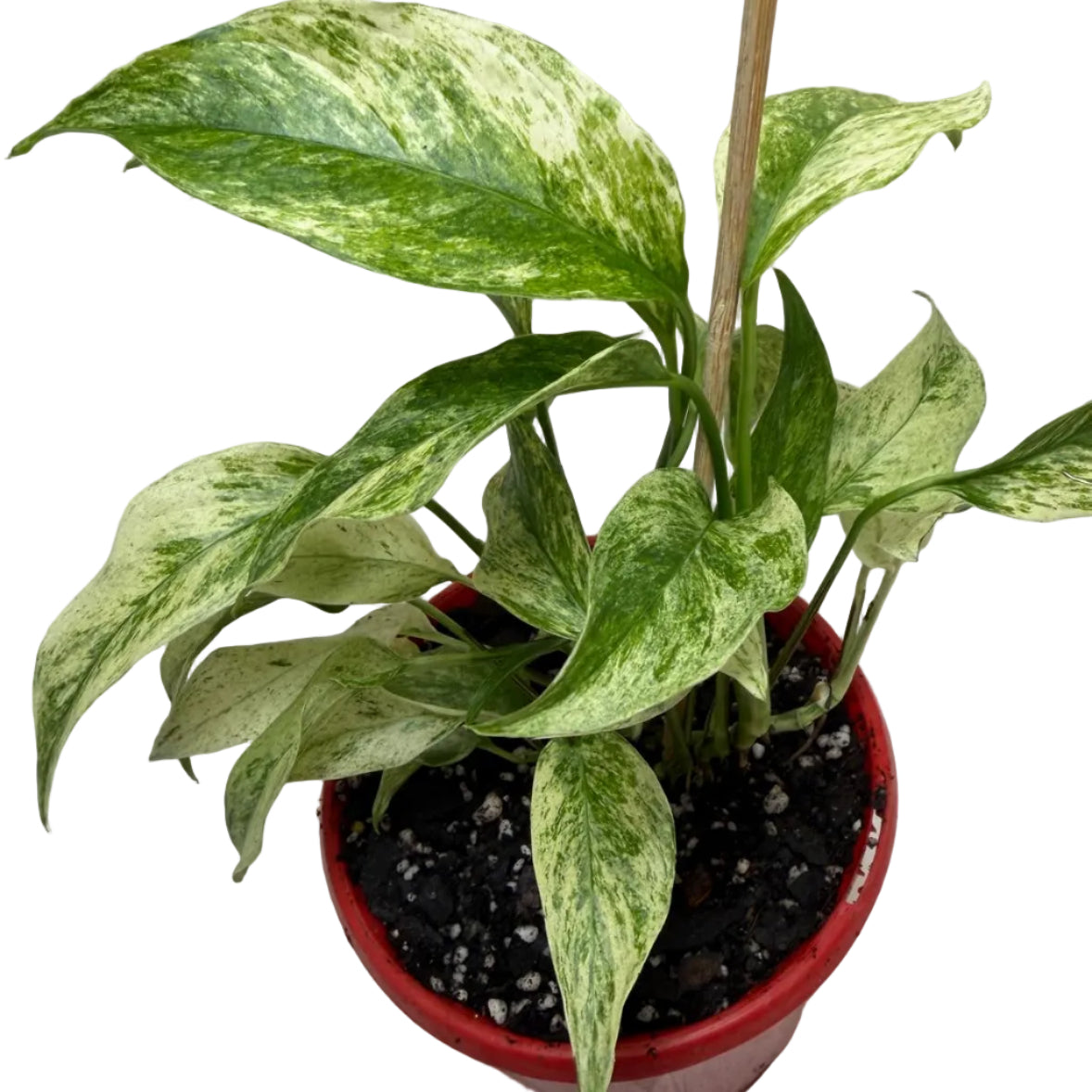 Monstera Laniata Variegata | Rare & Exotic Plant
